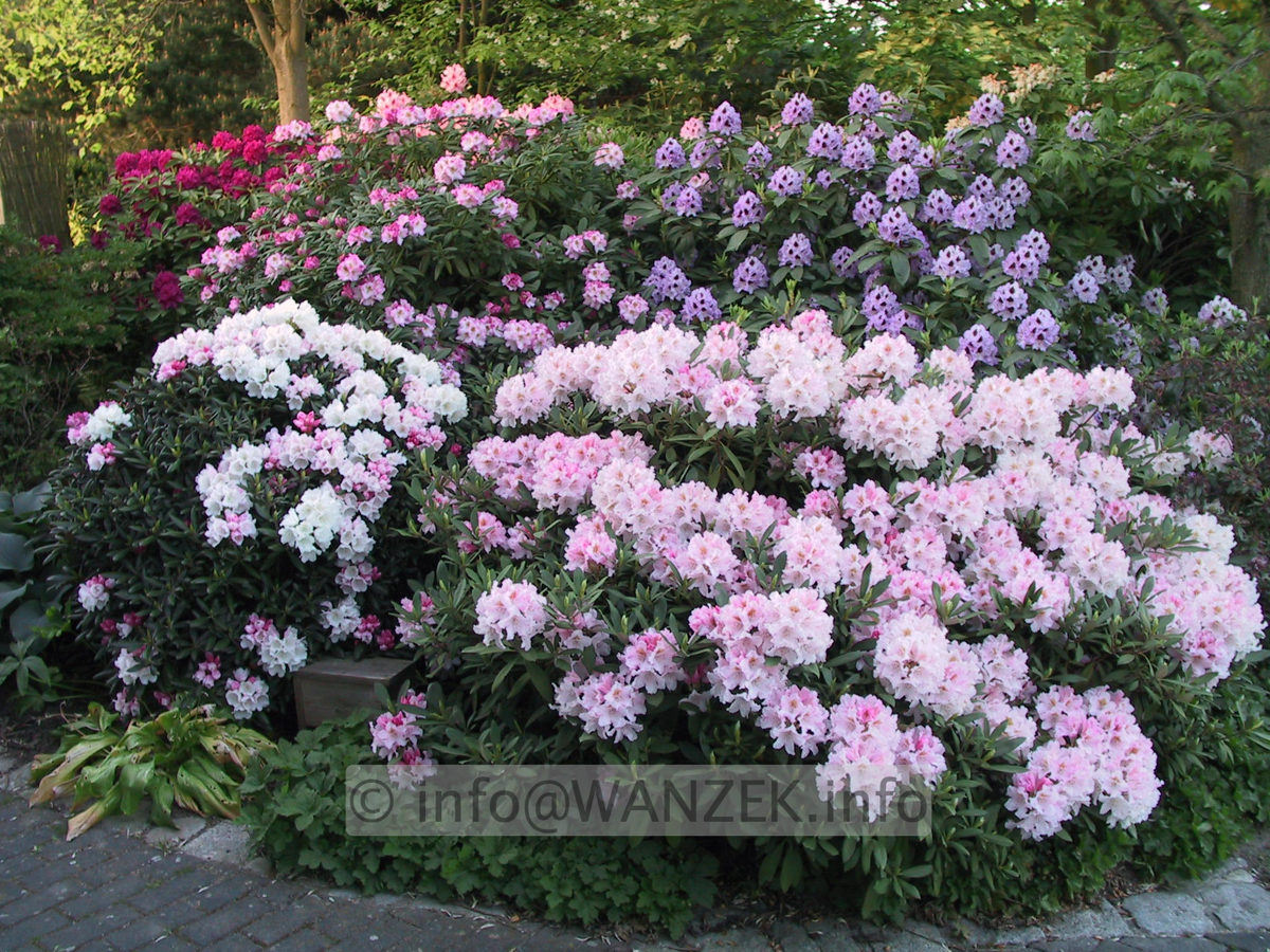 Rhododendron Hybriden in Sorten 10.JPG